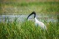 A Black-headed Ibis sitting on grass