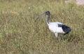 Black-headed Ibis (Threskiornis melanocephalus).