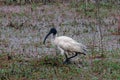 Black-headed Ibis Threskiornis melanocephalus Royalty Free Stock Photo