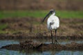 Black-headed Ibis - Threskiornis melanocephalus