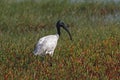 Black-headed Ibis Threskiornis melanocephalus