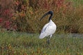 Black-headed Ibis Threskiornis melanocephalus