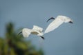 Black-headed ibis(Threskiornis melanocephalus)