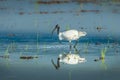 Black-headed ibis(Threskiornis melanocephalus)