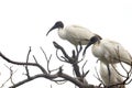 Black-headed Ibis on tree branches, mostly founded in India Royalty Free Stock Photo