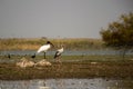 Black headed ibis and white stork standing in a lake in India