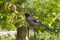 Black-headed jay, Garrulus lanceolatus, Sattal, Uttarakhand, India Royalty Free Stock Photo