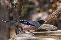 Black-headed jay or lanceolated jay Garrulus lanceolatus