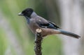 Black headed jay-Male largely gray with a black head.