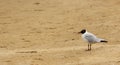 black-headed lake seagull standing on a sandy beach Royalty Free Stock Photo
