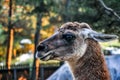 Black headed lama portrait Royalty Free Stock Photo