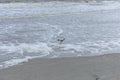 Black headed laughing gull in foamy surf on the shoreline Royalty Free Stock Photo