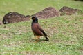 Black-headed Munia