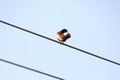 Black headed munia