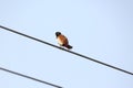 Black headed munia