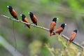 Black headed Munia bird