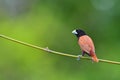 Black headed Munia bird