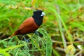 Black headed Munia bird Royalty Free Stock Photo