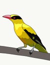 Black-headed Oriole.