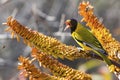 Black-headed oriole sitting on yellow aloe to catch bees.