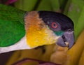 Black-headed Parrot