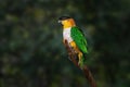 Black-headed Parrot bird Royalty Free Stock Photo