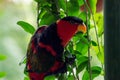 Black-headed parrot perched on the vine