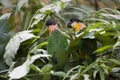 Black-Headed Parrot, pionites melanocephala, Adults camouflaged Royalty Free Stock Photo