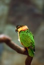 The black-headed parrot Pionites melanocephalus, also known as the black-headed caique, black-capped parrot or pallid parrot Royalty Free Stock Photo