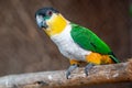 A black-headed parrot Pionites melanocephalus close up on a branch Royalty Free Stock Photo