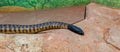 Black-headed python Aspidites melanocephalus slithering away to find food