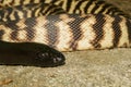 Black-headed Python
