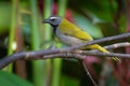 Black-headed Saltator - Saltator atriceps is a seedeating bird, placed in the cardinal family Cardinalidae, sometimes tanagers