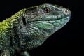 Black Headed sand lizard (Lacerta agilis exigua) Royalty Free Stock Photo