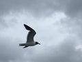 Black headed Sea Gull in flight Royalty Free Stock Photo