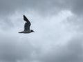 Black headed Sea Gull in flight Royalty Free Stock Photo