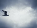 Black headed Sea Gull in flight Royalty Free Stock Photo