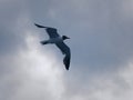 Black headed Sea Gull in flight Royalty Free Stock Photo