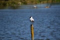 A black headed seagull Royalty Free Stock Photo