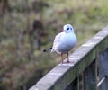 Black headed seagull Royalty Free Stock Photo