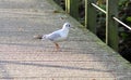 Black headed seagull Royalty Free Stock Photo