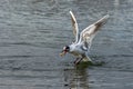 Black headed seagull with changing plumage catching a piece of bread in flight Royalty Free Stock Photo