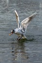 Black headed seagull with changing plumage catching a piece of bread in flight Royalty Free Stock Photo