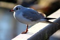 Black headed seagull close Royalty Free Stock Photo