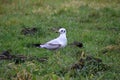 Black headed seagull on field Royalty Free Stock Photo