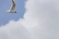 Black-headed seagull flying towards cloud from blue sky Royalty Free Stock Photo