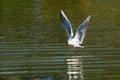 Black-Headed Gull Landing on the Water Surface in Spring Royalty Free Stock Photo