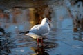 Black headed seagull on ice Royalty Free Stock Photo