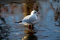 Black headed seagull on ice Royalty Free Stock Photo