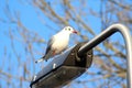 Black headed seagull pole Royalty Free Stock Photo